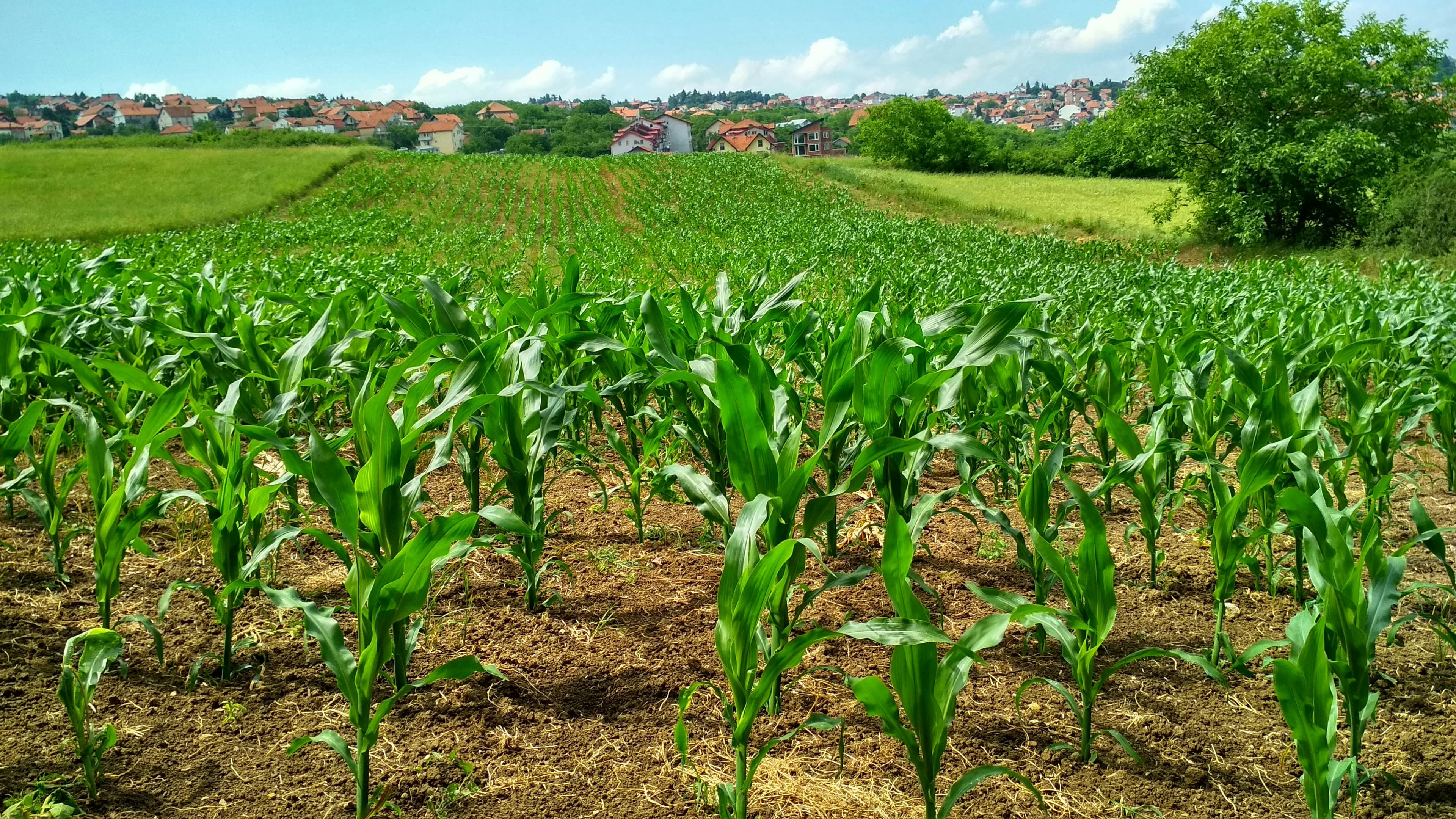 Modern agriculture farming field